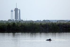SpaceX's Falcon 9 rocket in the background as dolphins swim in a lagoon near Launch Pad 39A at the Kennedy Space Center in Florida