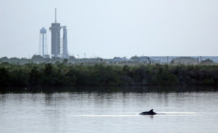 SpaceX's Falcon 9 rocket in the background as dolphins swim in a lagoon near Launch Pad 39A at the Kennedy Space Center in Florida