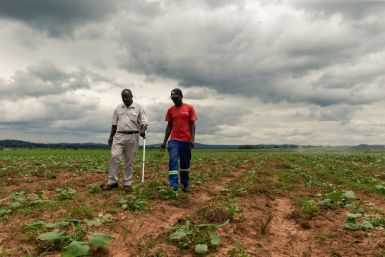 For Zimbabwean farmers like Benard Chinyemba (L), 60, a qualified mechanical engineer who was offered a farm during Zimbabwe's land reform, the programme is a success