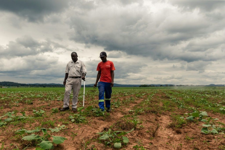 For Zimbabwean farmers like Benard Chinyemba (L), 60, a qualified mechanical engineer who was offered a farm during Zimbabwe's land reform, the programme is a success