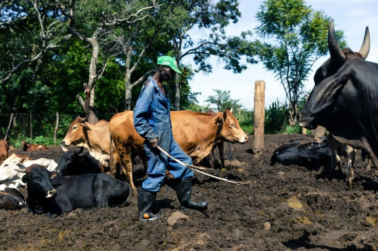 Mugabe justified the land grabs as a way to correct historical wrongs by claiming back land that was forcibly taken from the blacks