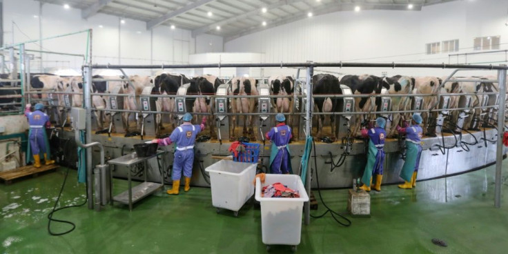 In this 2019 file picture workers prepare cows for milking at a Qatar dairy factory as Doha resists what it calls an economic "blockade" enforced by its Saudi-led neighbours