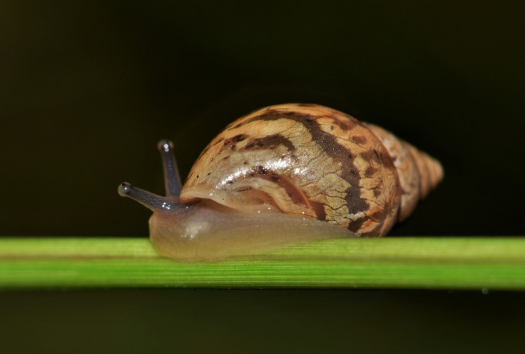 cone snail