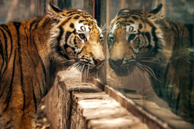 The tiger's owner had responded to a campaign to avoid abandoning animals during the COVID-19 lockdown