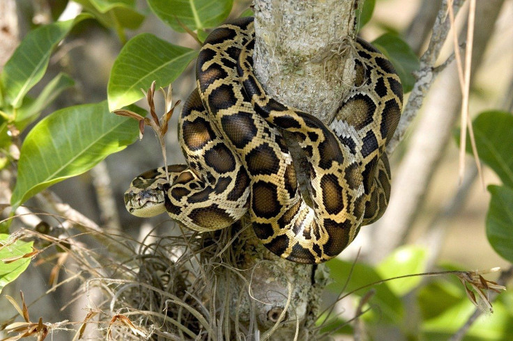 python discovered in hawaii baffles officials as to its origin