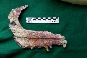The fossilized jaw of an Overoraptor chimentoi, a new species of dinosaur discovered in Argentine Patagonia