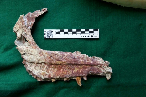 The fossilized jaw of an Overoraptor chimentoi, a new species of dinosaur discovered in Argentine Patagonia