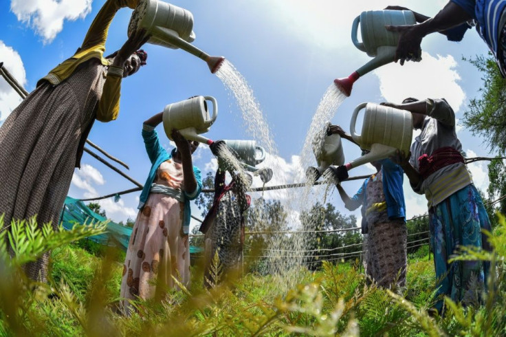 Ethiopians planted four billion trees last year and are aiming for five billion this year -- but there are concerns many seedlings don't grow