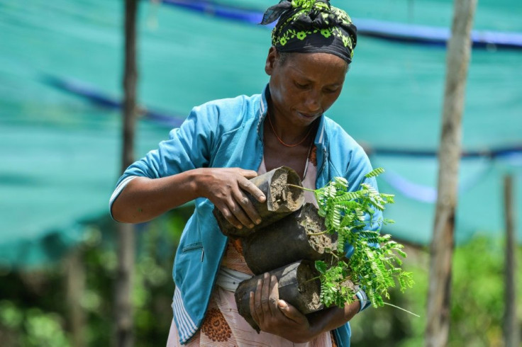 Experts have emphasised that communities need to be invested in the process for the trees to thrive