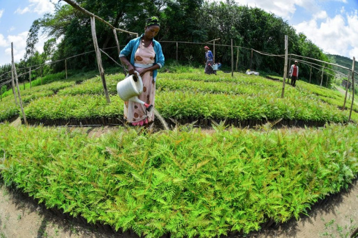 A thriving nursery in Buee in southern Ethiopia