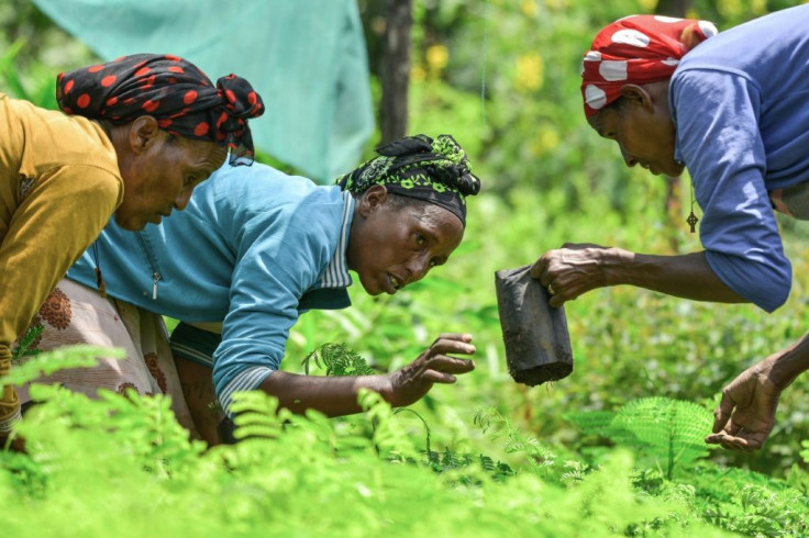 Despite imposing a coronavirus state of emergency, Prime Minister Abiy Ahmed is determined to plant five billion trees this year