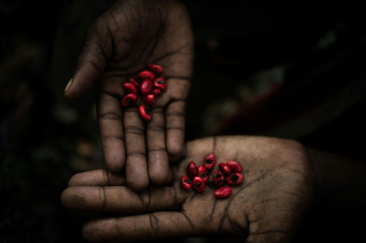 A Pygmy shows berries he has picked that are believed to have medicinal properties