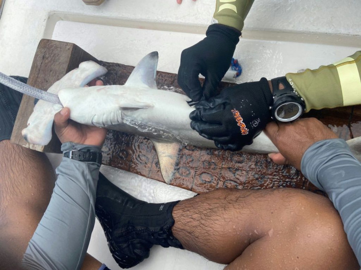 Galapagos National Park rangers place a tracking device inside a hammerhead shark, in Santa Cruz island, Ecuador, on March 7, 2020