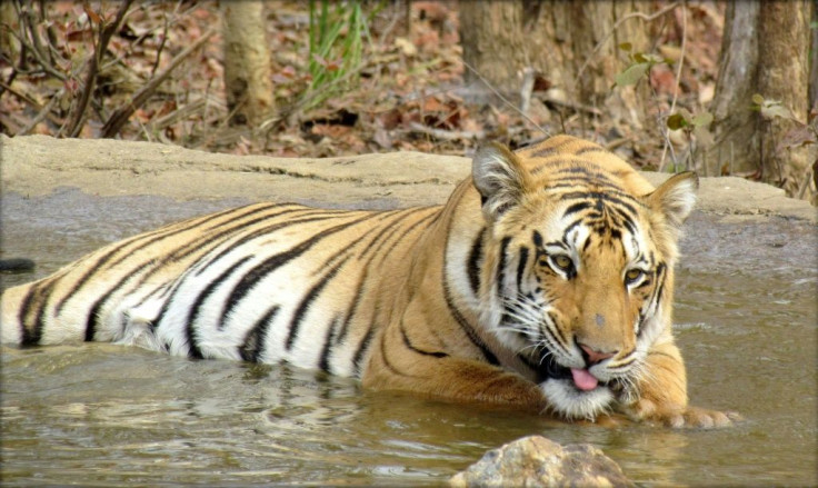 Nearly 225 people were killed in tiger attacks in India between 2014 and 2019, according to government figures