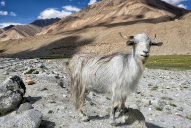 Wool from pashmina goats, reared by nomads in Ladakh, is the most expensive and coveted cashmere in the world