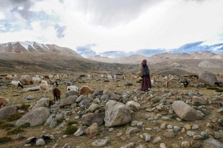 More than 1,000 families of nomadic Changpa herders roam the vast Changtang plateau grazing thousands of animals