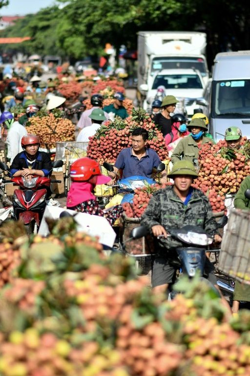 The lychee business is down this year as Vietnam continues to keep its borders shut