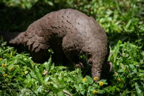China has removed pangolin parts from its list of traditional medicines -- the animal is thought by some scientists to be the possible host of the novel coronavirus