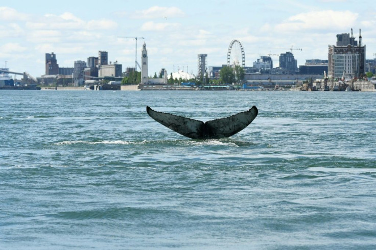 This handout picture courtesy of Reseau Quebecois d'Urgences pour les Mammiferes Marins (RQUMM) shows the tail of a humpback whale swimming in the water by Montreal on May 30, 2020. The humpback whale, no doubt lost, was a rare sight in these parts. It wa