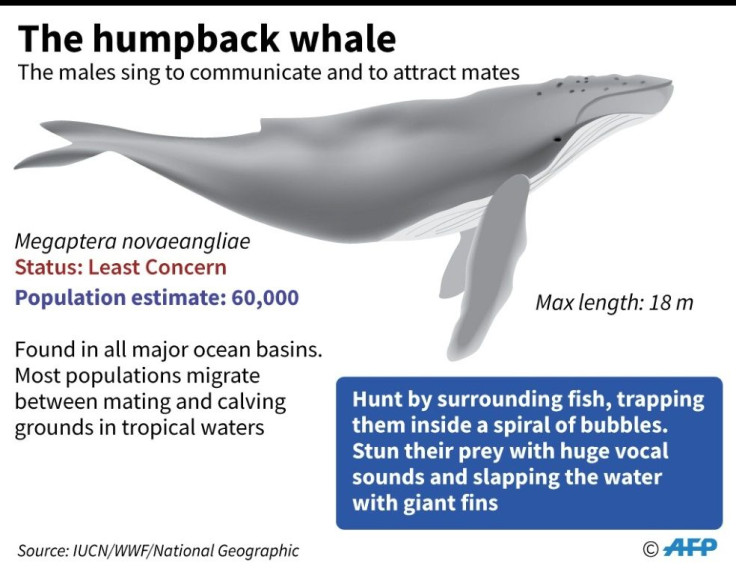 Factfile on humpback whales.