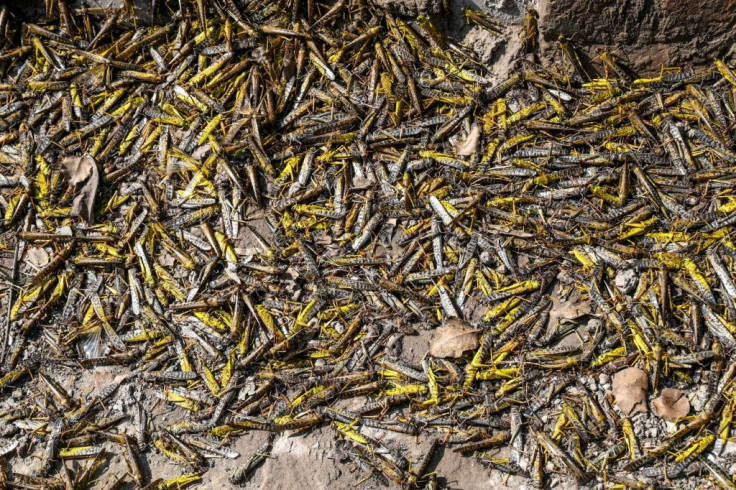 Farmers in Pakistan are struggling as the worst locust plague in 25 years wipes out entire harvests in the country's agricultural heartlands