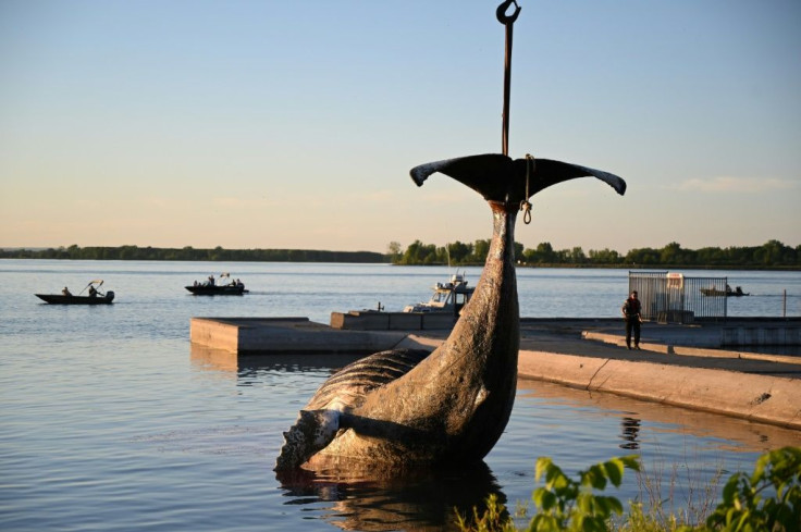 Local media, citing experts, speculated that the whale may have been struck by a cargo ship or ran aground in shallow waters