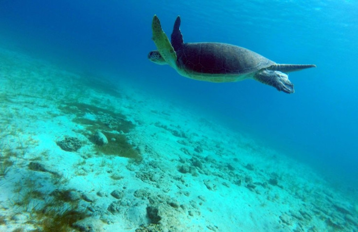 Green turtles migrate hundreds of kilometres from the Great Barrier Reef to lay their eggs each year