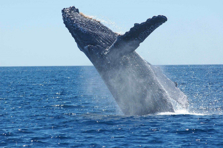 humpback whale breaches out of New Jersey waters and knocks over a fishing boat