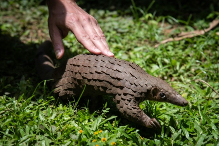 A rescued pangolin in Uganda. International trade in pangolins is illegal but its body parts have been sold on the black market for use in traditional Chinese medicine, though scientists say they have no therapeutic value