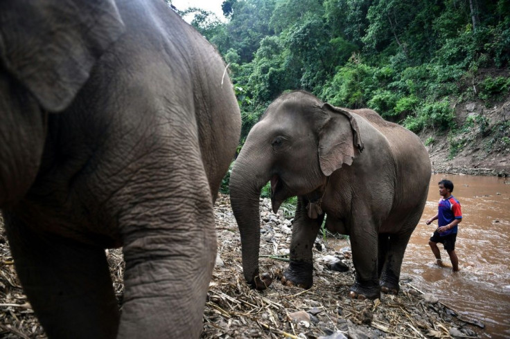 As the coronavirus pandemic paralysed global travel and closed many tourist sites, Thailand's some 3,000 domesticated elephants have been unemployed