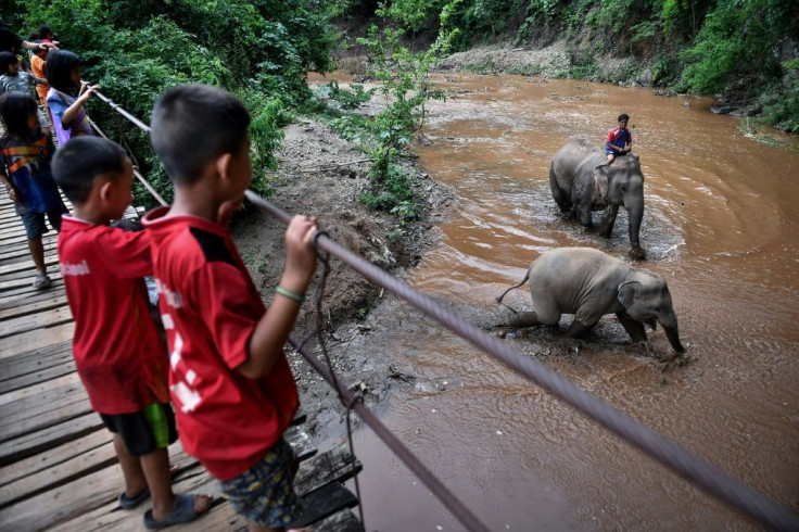 A young elephant bathes in a village in northern Chiang Mai province, where over 100 elephants returned from various tourist camps since the outbreak of coronavirus