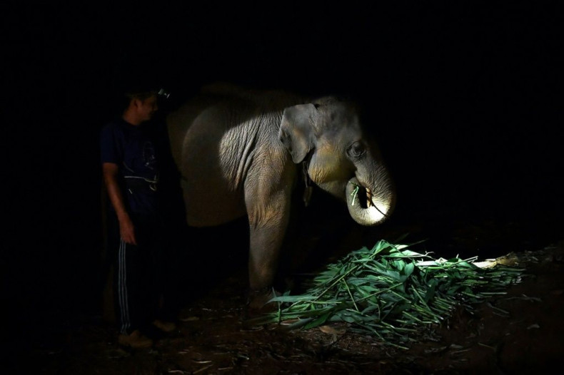 A mahout feeds an elephant at night
