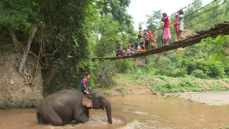 As the coronavirus pandemic paralysed global travel and closed many tourist sites in mid-March, Thailand's some 3,000 domesticated elephants have been unemployed