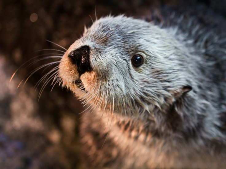 Shellfish-munching sea otters have been the bane of fishermens' existence ever since they were reintroduced to Canada's west coast in the 1970s -- but a new study indicates they bring more economic benefits than losses