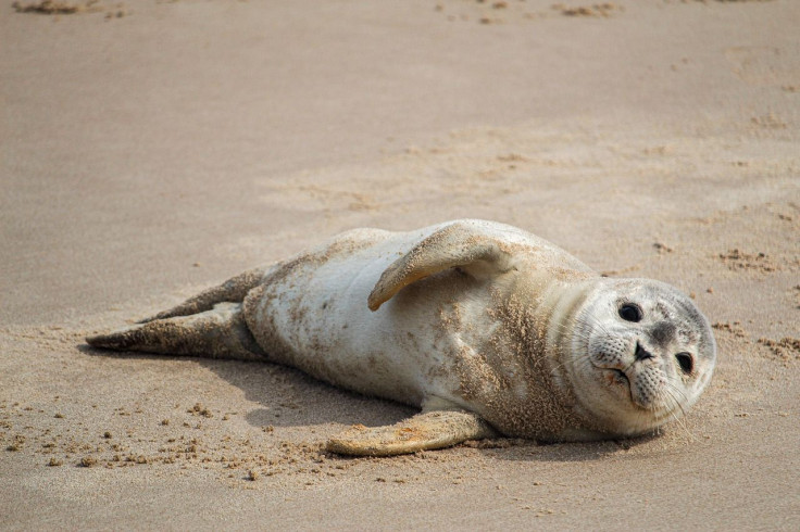 Dogs chase seal on a beach back to the water