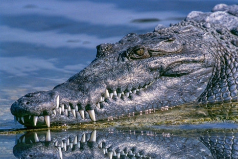 alligator and man involved in a fierce tug of war after the reptile grabbed dog