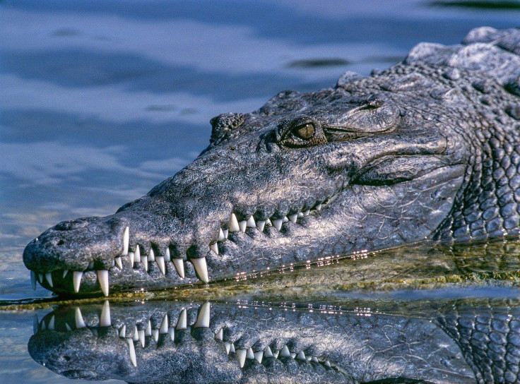 alligator and man involved in a fierce tug of war after the reptile grabbed dog