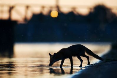 Handout photo from Wild Wonders of Europe shows an urban fox (Vulpes vulpes) drinking water in the sunset in an industrial part of London in May 2009