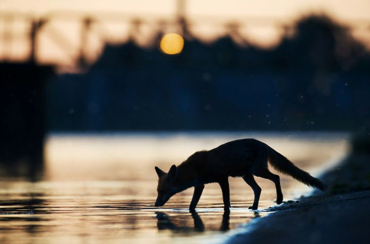 Handout photo from Wild Wonders of Europe shows an urban fox (Vulpes vulpes) drinking water in the sunset in an industrial part of London in May 2009