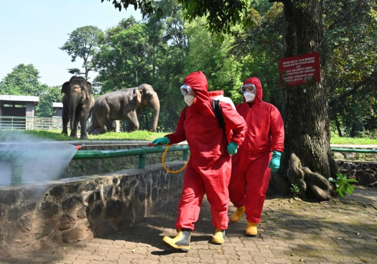 Indonesian fire fighters spray disinfectant next to elephants at the Ragunan zoo ahead of its reopening in Jakarta