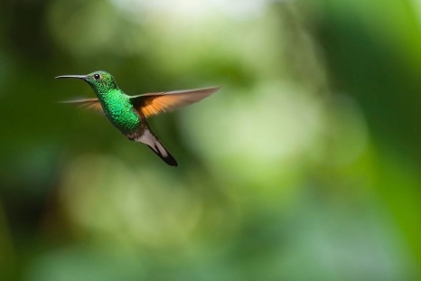 hummingbirds see colors that humans could not