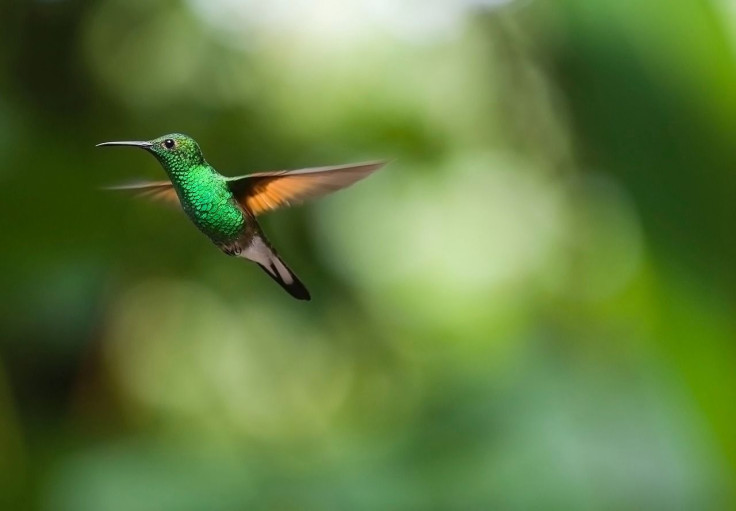 hummingbirds see colors that humans could not