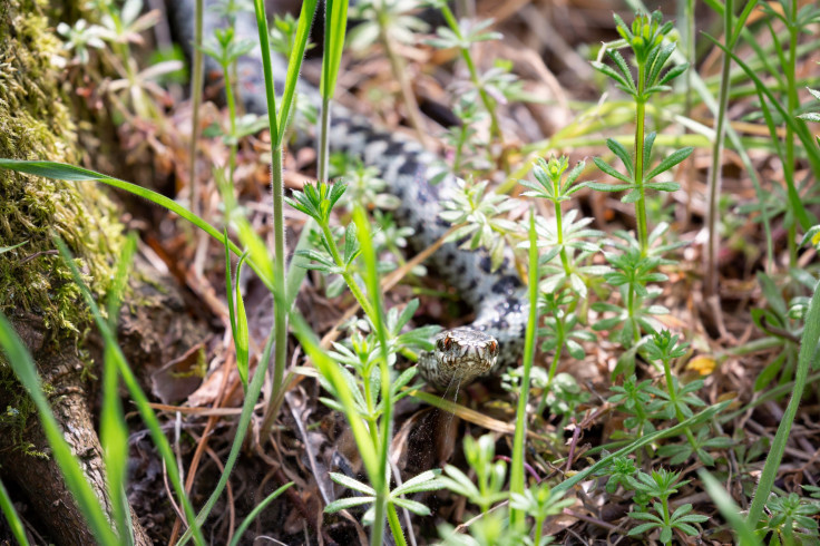 grass snake