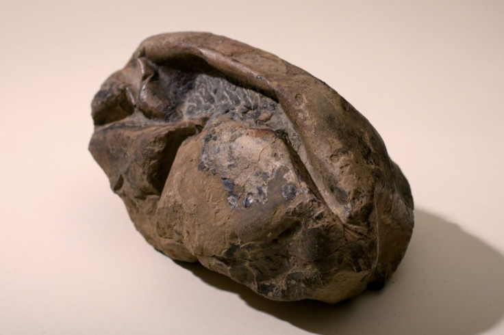 The team believe this egg wasn't from a dinosaur - the types living in Antarctica at the time were mostly too small to have produced such a mammoth specimen