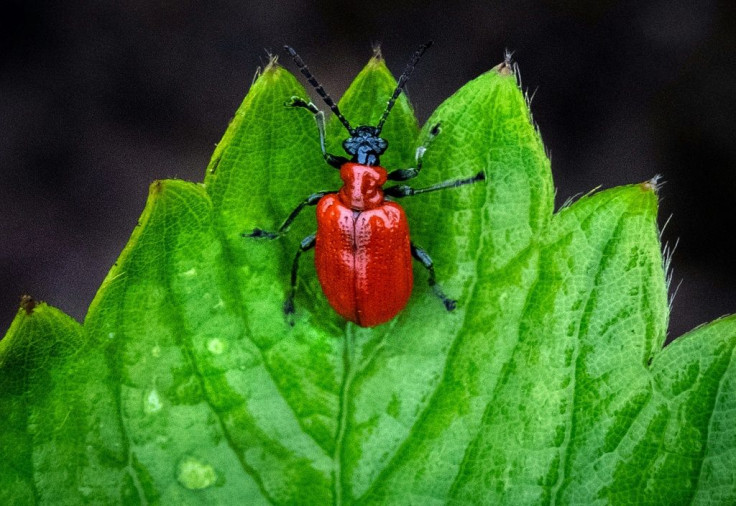 Thursday's study was the first time scientists were able to analyse the interactions between such a wide variety of plants and insects