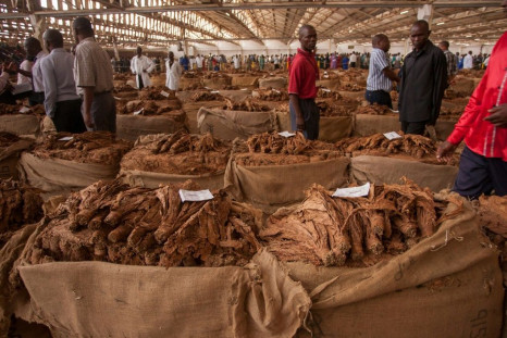 A Malawi tobacco auction of yesteryear