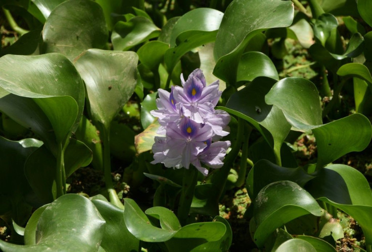 The water hyacinth -- nicknamed the "Nile flower" in Iraq -- is an invasive plant native to South America's Amazon basin that has ravaged ecosystems across the world, from Sri Lanka to Nigeria