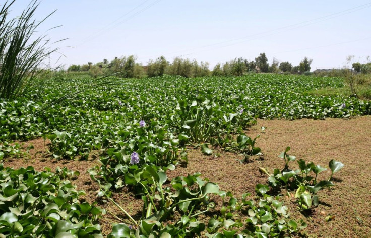 Iraqi villagers usually pluck out the plants by hand. But this year, a lockdown imposed to stem COVID-19 infections has allowed the hyacinth to spread mostly unhampered