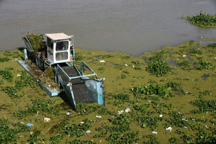 A boat removes Eichhornia crassipes, commonly known as water hyacinth, from the surface of the Euphrates river