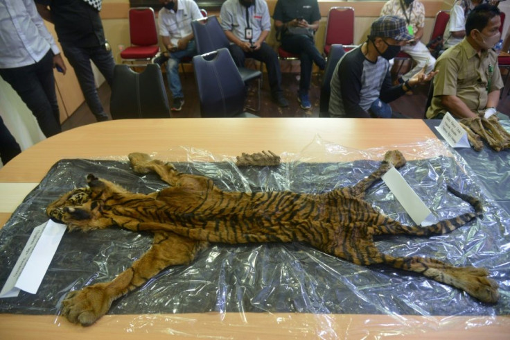 Police displayed a confiscated tiger skin along with teeth and bones taken from the suspected traffickers